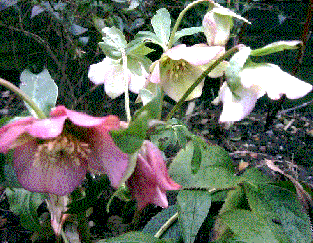 Helleborus orientalis