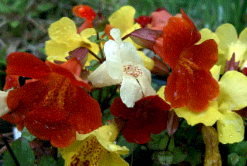 Mimulus