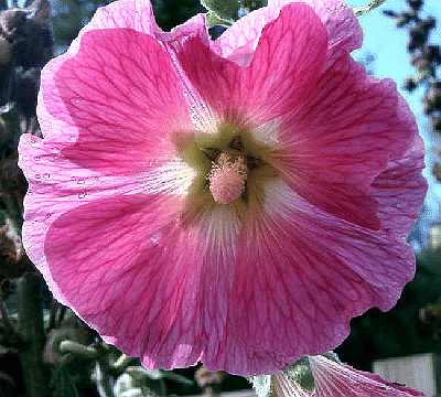 Alcea rosea