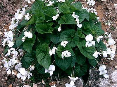 Viola cucullata