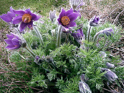 Pulsatilla vulgaris