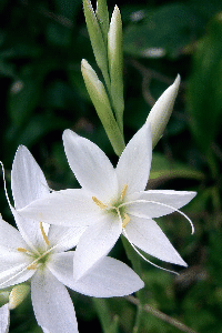 Schizostylis coccinea