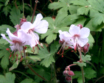 Geranium macrorrhizum