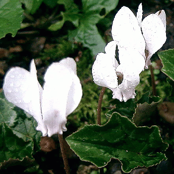 Cyclamen hederifolium