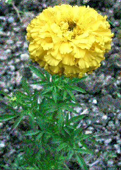 Tagetes erecta