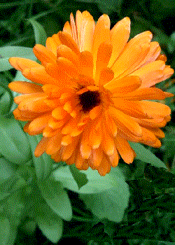 Calendula officinalis