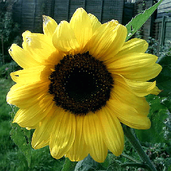 Helianthus annuus