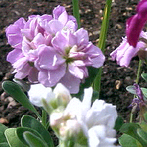 Matthiola incana