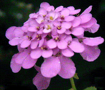 Iberis umbellata