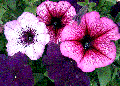 Petunia grandiflora