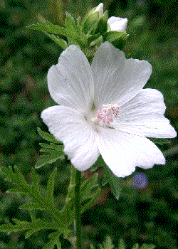 Malva moschata