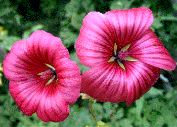 Malope trifida