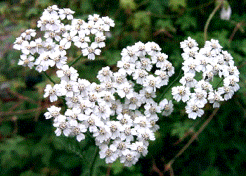 Achillea millefolium