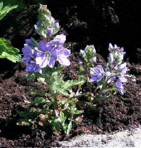 Veronica schmidtiana