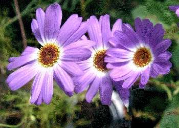 Brachycome iberidifolia