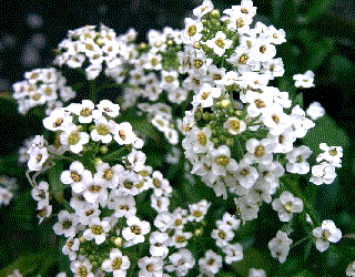 Lobularia maritima