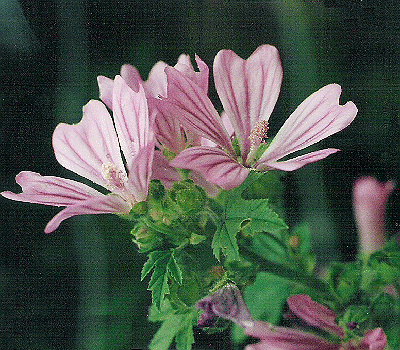 Malva sylvestris