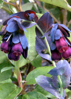 Cerinthe major purpurascens