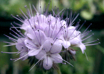 Phacelia tanacetifolia