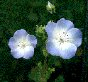 Nemophila menziesii