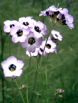 Gilia tricolor