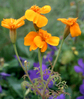 Tagetes patula