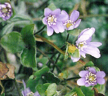 Hepatica nobilis