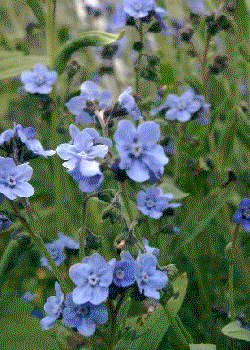 Cynoglossum amabile