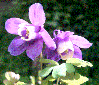 Aquilegia vulgaris