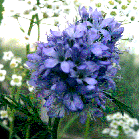 Gilia capitata