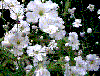 Gypsophila elegans