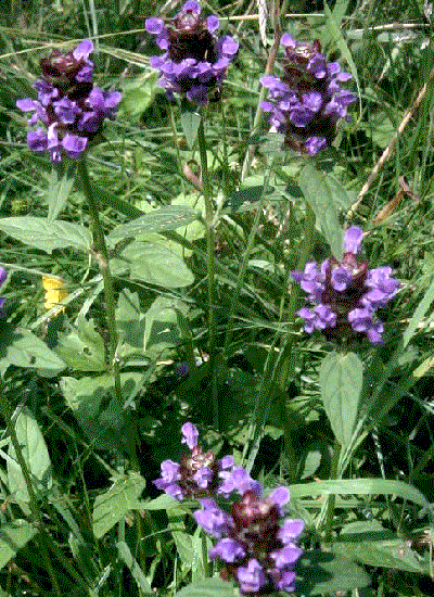 Prunella vulgaris