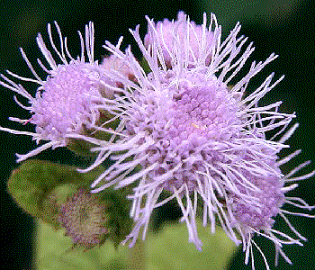 Ageratum houstonianum