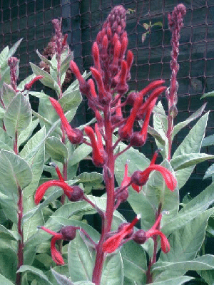 Lobelia tupa