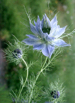 Nigella damascena