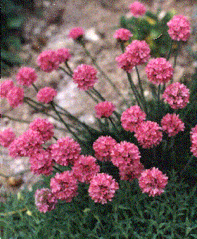 Armeria maritima