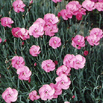 Dianthus