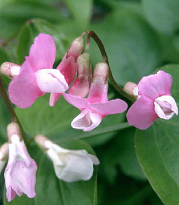 Lathyrus vernus