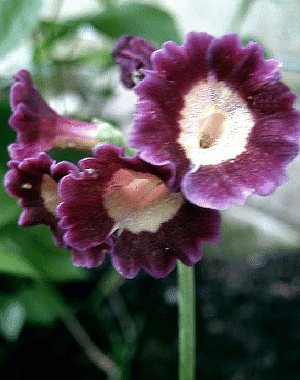 Primula auricula