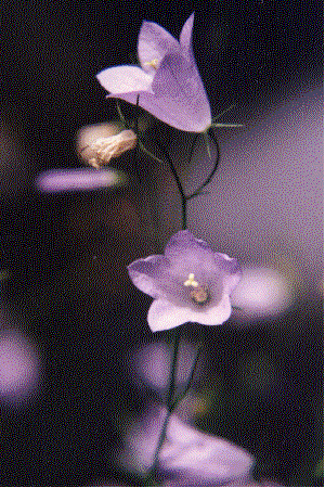 Campanula rotundifolia