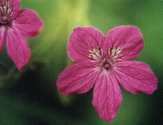 Erodium manascavii