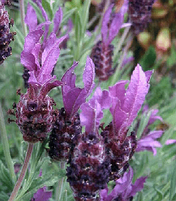 Lavandula stoechas