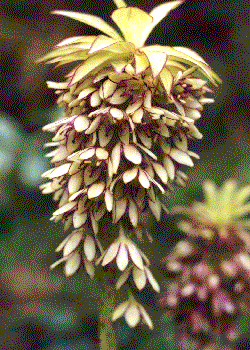 Eucomis bicolor