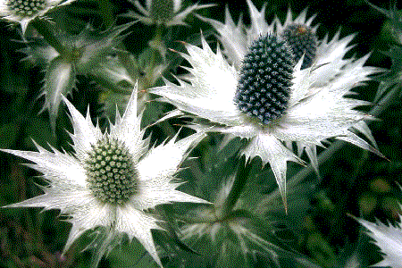 Eryngium giganteum