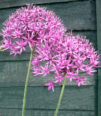 Allium Purple Sensation