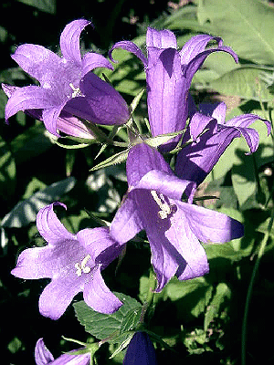 Campanula latifolia