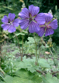 Geranium ibericum