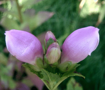 Chelone obliqua