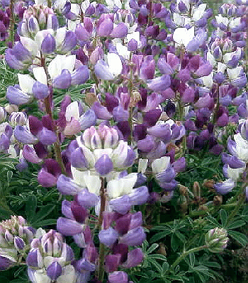 Lupinus versicolor