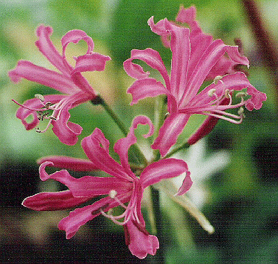 Nerine